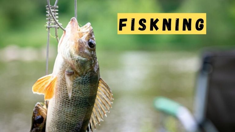 fiskning