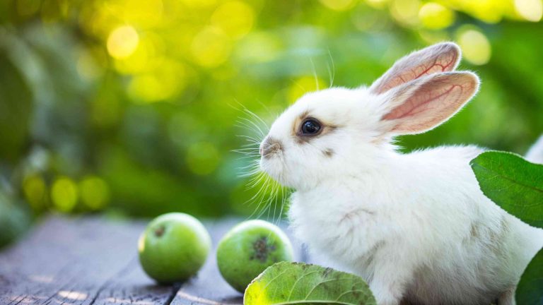 can rabbits eat apple cores