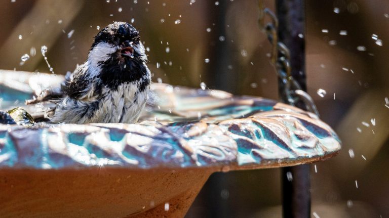 bird bath heaters